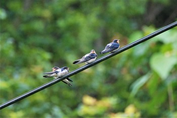 Barn Swallow 新潟県中越地方 Tue, 6/15/2021