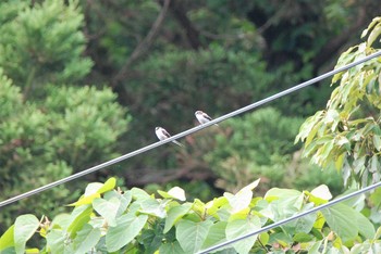 Unknown Species 新潟県中越地方 Tue, 6/15/2021