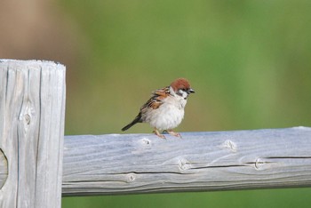 Eurasian Tree Sparrow 新潟県中越地方 Tue, 6/15/2021