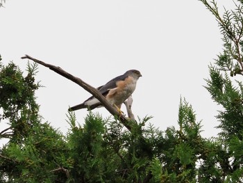 Japanese Sparrowhawk 染井霊園 Sat, 8/21/2021