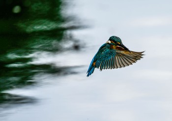 カワセミ 場所が不明 2021年8月18日(水)