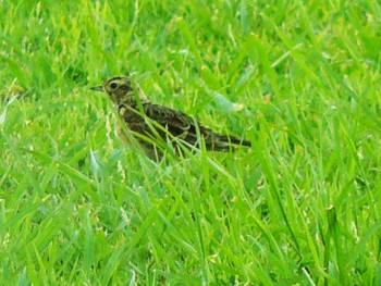 2021年8月6日(金) 御殿場の野鳥観察記録