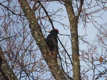 2017年4月4日(火) キトウシ森林公園の野鳥観察記録