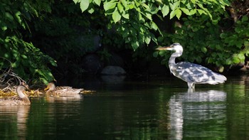 2021年8月21日(土) 中島公園の野鳥観察記録