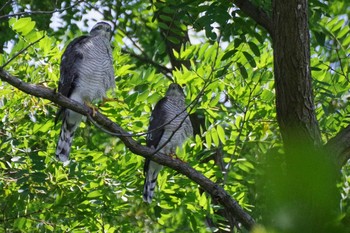 Sat, 8/21/2021 Birding report at 前田森林公園(札幌市)