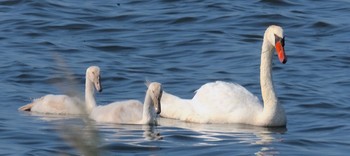 Mute Swan 青森県小川原湖 Fri, 8/20/2021