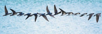 Barn Swallow ひたちなか市 Wed, 8/18/2021