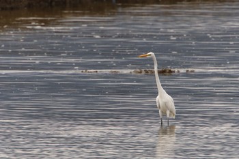 Great Egret 甲子園浜(兵庫県西宮市) Sat, 8/21/2021