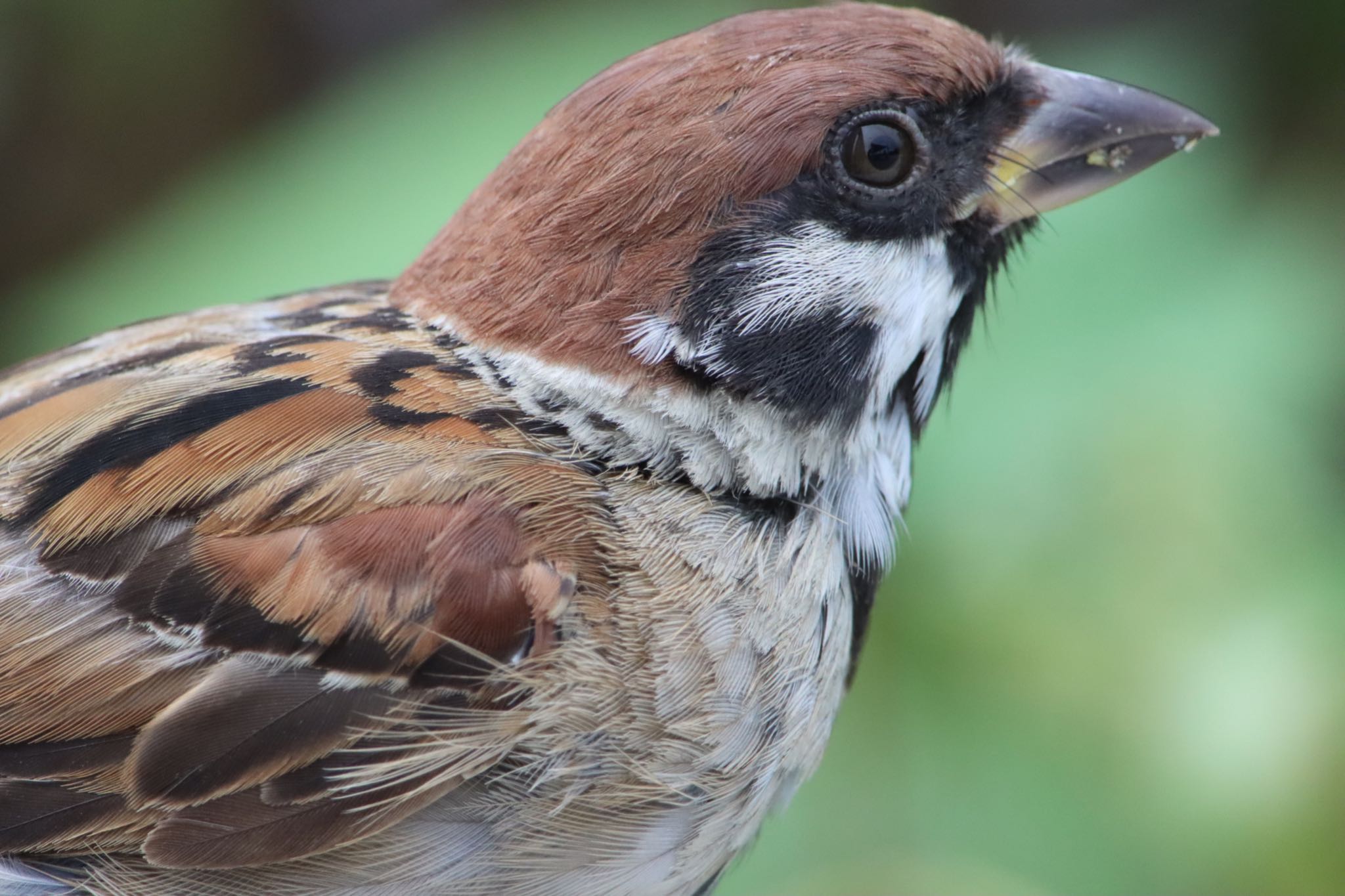 Photo of Eurasian Tree Sparrow at 甲子園浜(兵庫県西宮市) by yossan1969