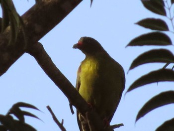 African Green Pigeon ザンビア Unknown Date