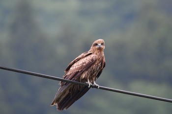 Black Kite 福島県塙町 Sun, 6/2/2019