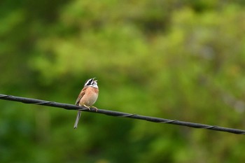 Meadow Bunting 福島県塙町 Sun, 6/2/2019