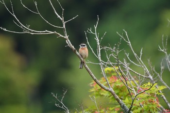 Meadow Bunting 福島県塙町 Sun, 6/2/2019