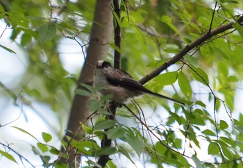 シジュウカラ 晴美公園 2021年8月22日(日)