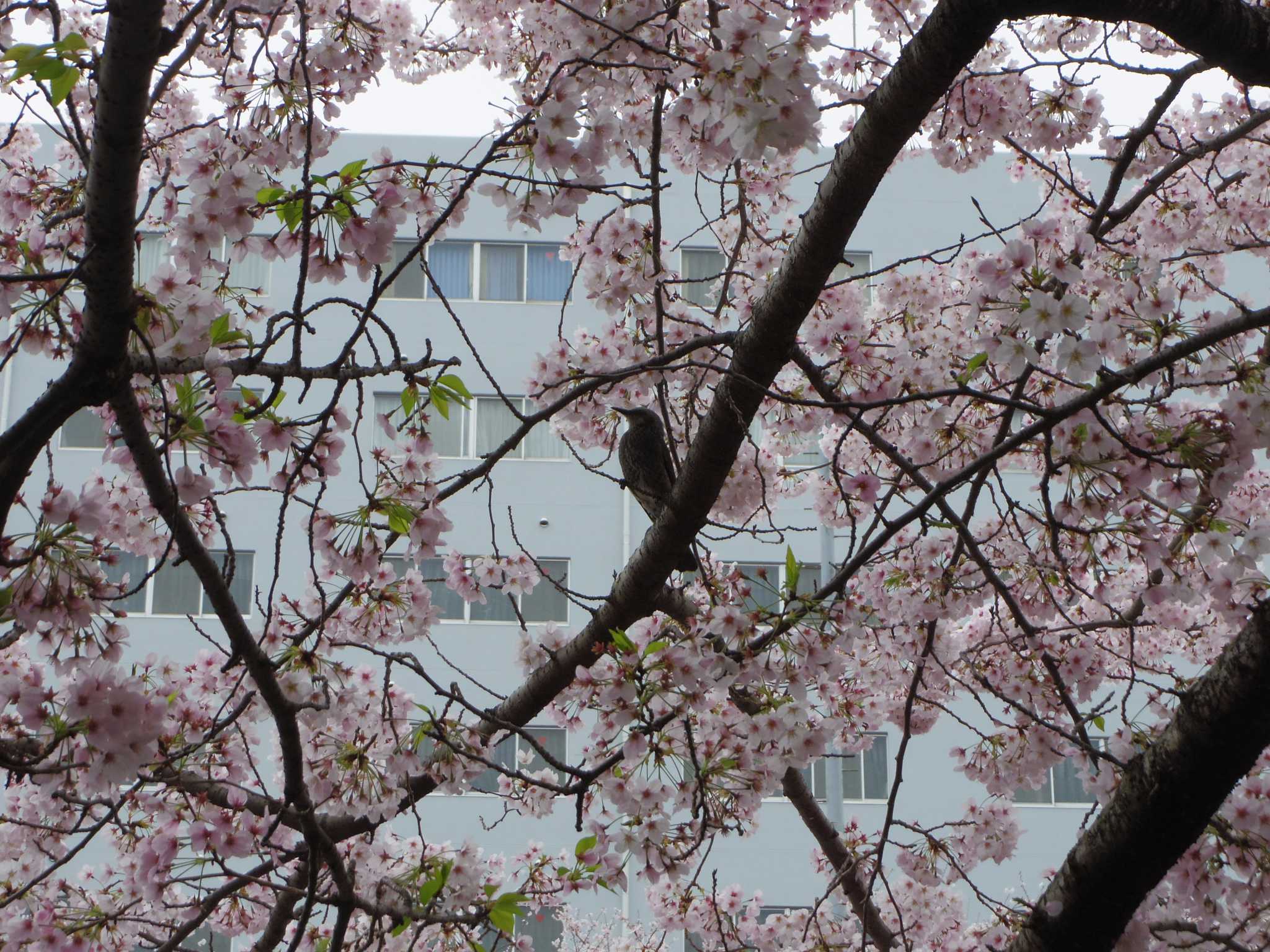 目黒川 ヒヨドリの写真 by smallfield