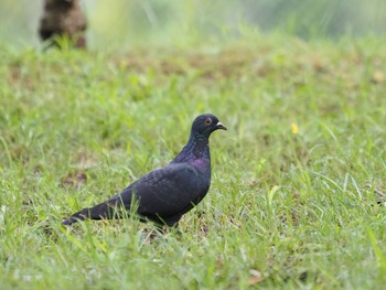 カラスバト 晴美公園 2021年8月22日(日)