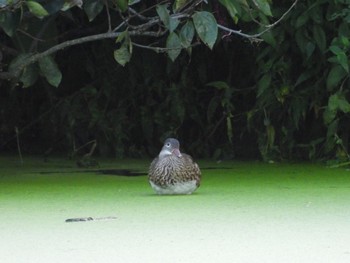 2021年8月21日(土) 岡山県笠岡市の野鳥観察記録