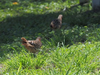 Chinese Bamboo Partridge 相模原市南区 Thu, 8/19/2021