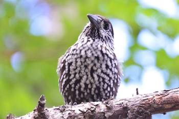 Spotted Nutcracker 富士山御中道 Sun, 7/18/2021