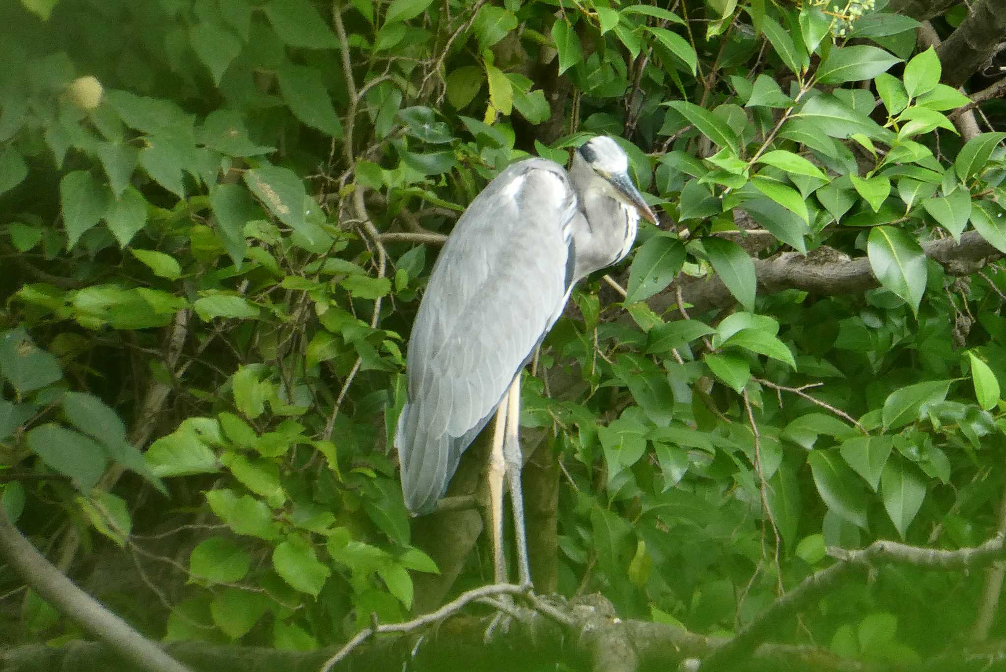 Grey Heron