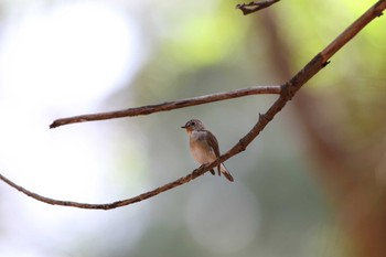 Taiga Flycatcher Phraya Nakhon Cave Mon, 3/20/2017