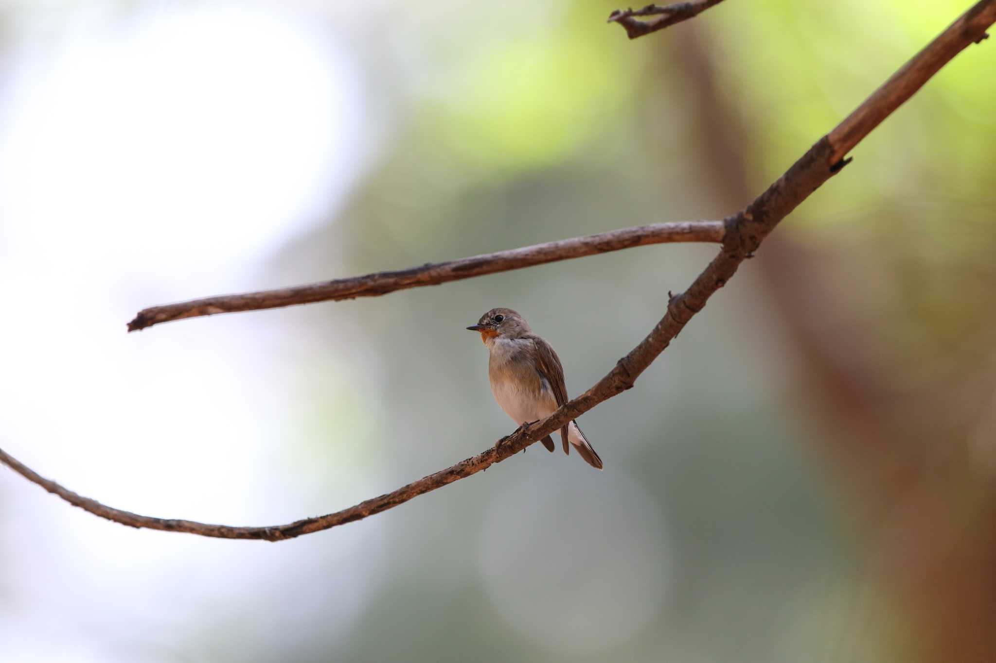 Photo of Taiga Flycatcher at Phraya Nakhon Cave by Trio