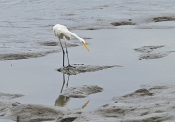 Great Egret(modesta)  Fujimae Tidal Flat Sun, 8/22/2021