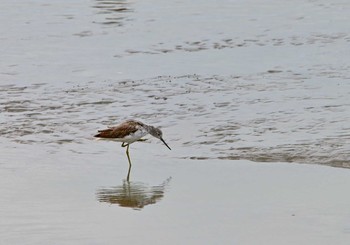 2021年8月22日(日) 藤前干潟の野鳥観察記録