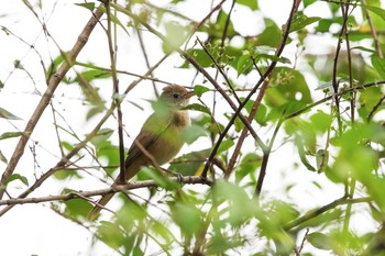 Thick-billed Warbler