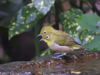 Warbling White-eye Kyoto Gyoen Sun, 8/22/2021