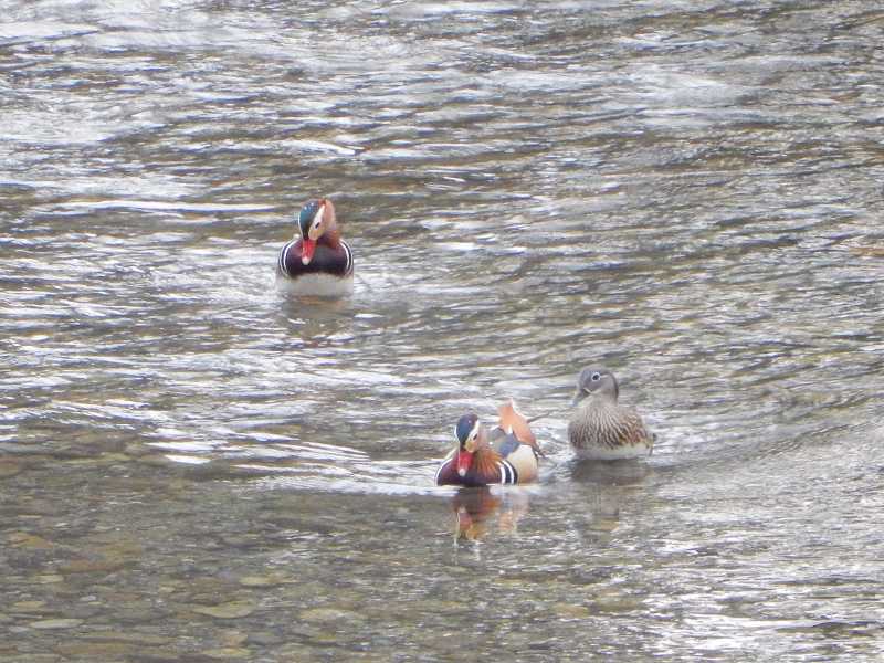 Photo of Mandarin Duck at  by 野鳥と花とニャンコ