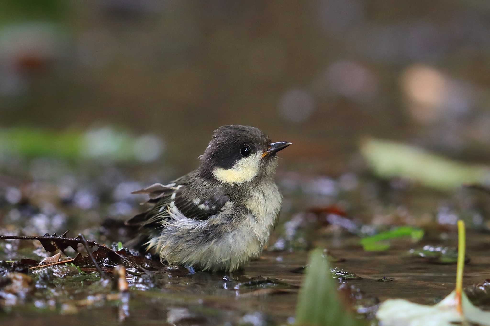 可愛いヒガラの幼鳥ちゃん😄