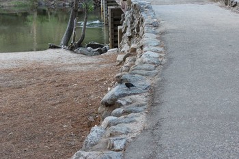 Unknown Species Yosemite National Park Sun, 5/3/2015