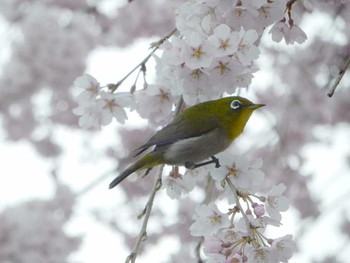 メジロ 場所が不明 撮影日未設定