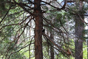 White-headed Woodpecker Yosemite National Park Mon, 5/4/2015