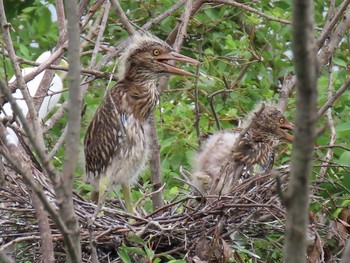 2021年8月22日(日) 勅使池(豊明市)の野鳥観察記録