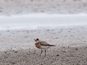 Siberian Sand Plover Sambanze Tideland Sun, 8/22/2021