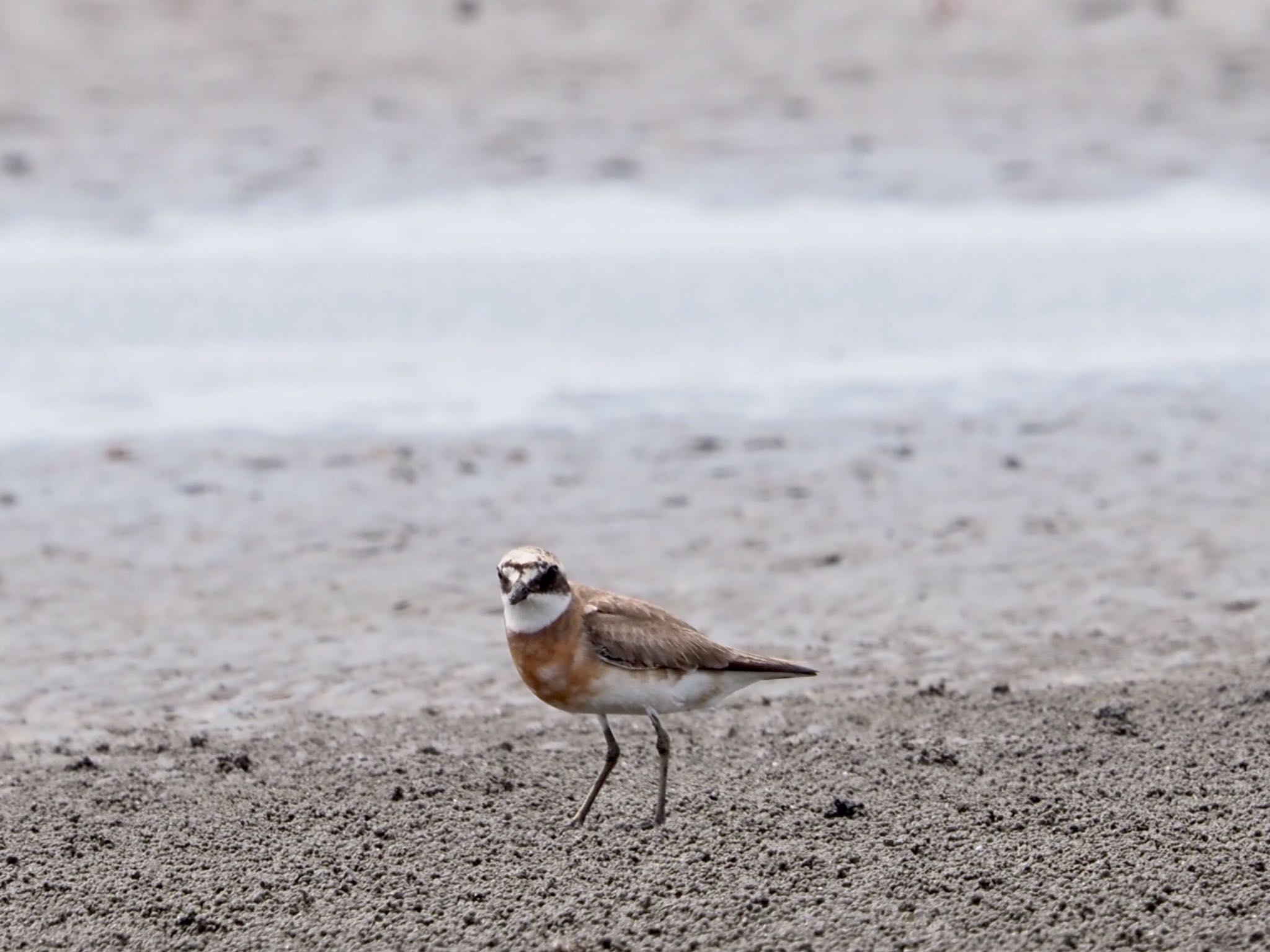 Photo of Siberian Sand Plover at Sambanze Tideland by shu118