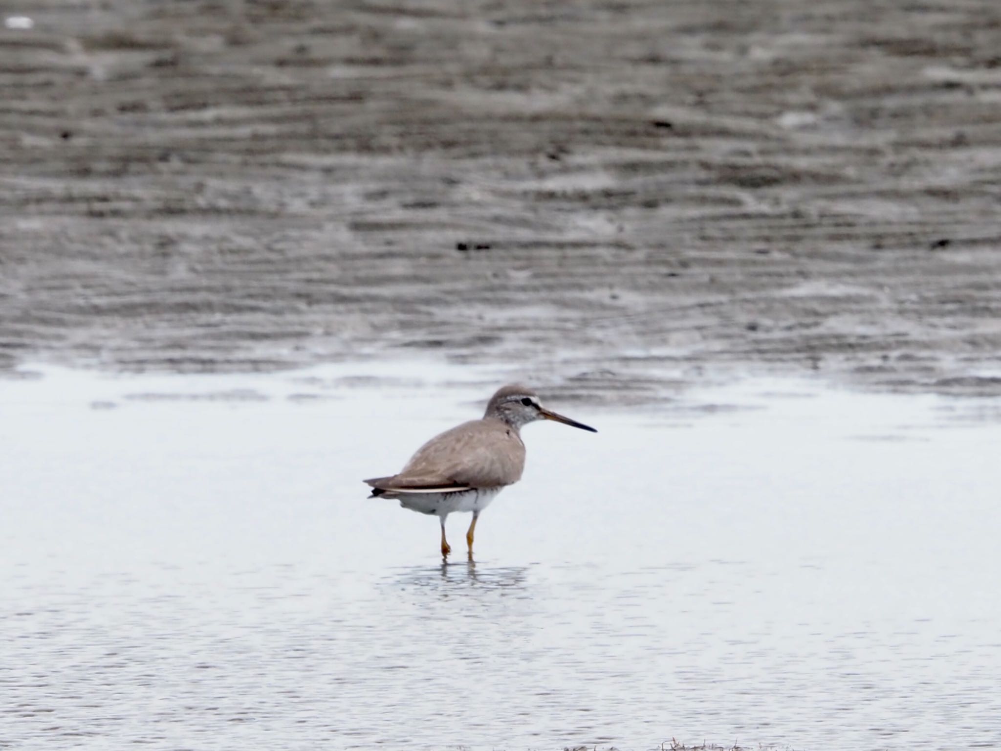 Photo of Grey-tailed Tattler at Sambanze Tideland by shu118