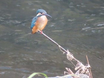 Sun, 8/22/2021 Birding report at 境川(境橋付近)