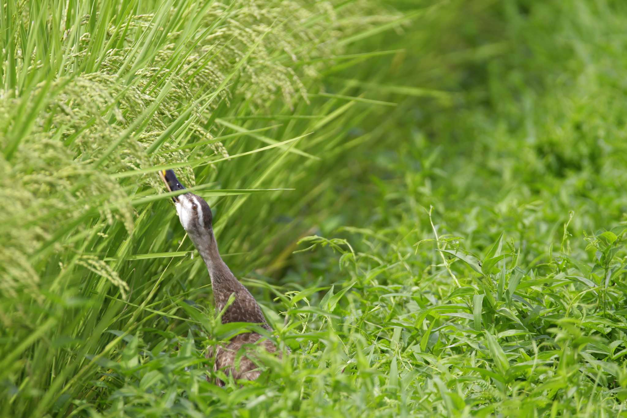 Eastern Spot-billed Duck