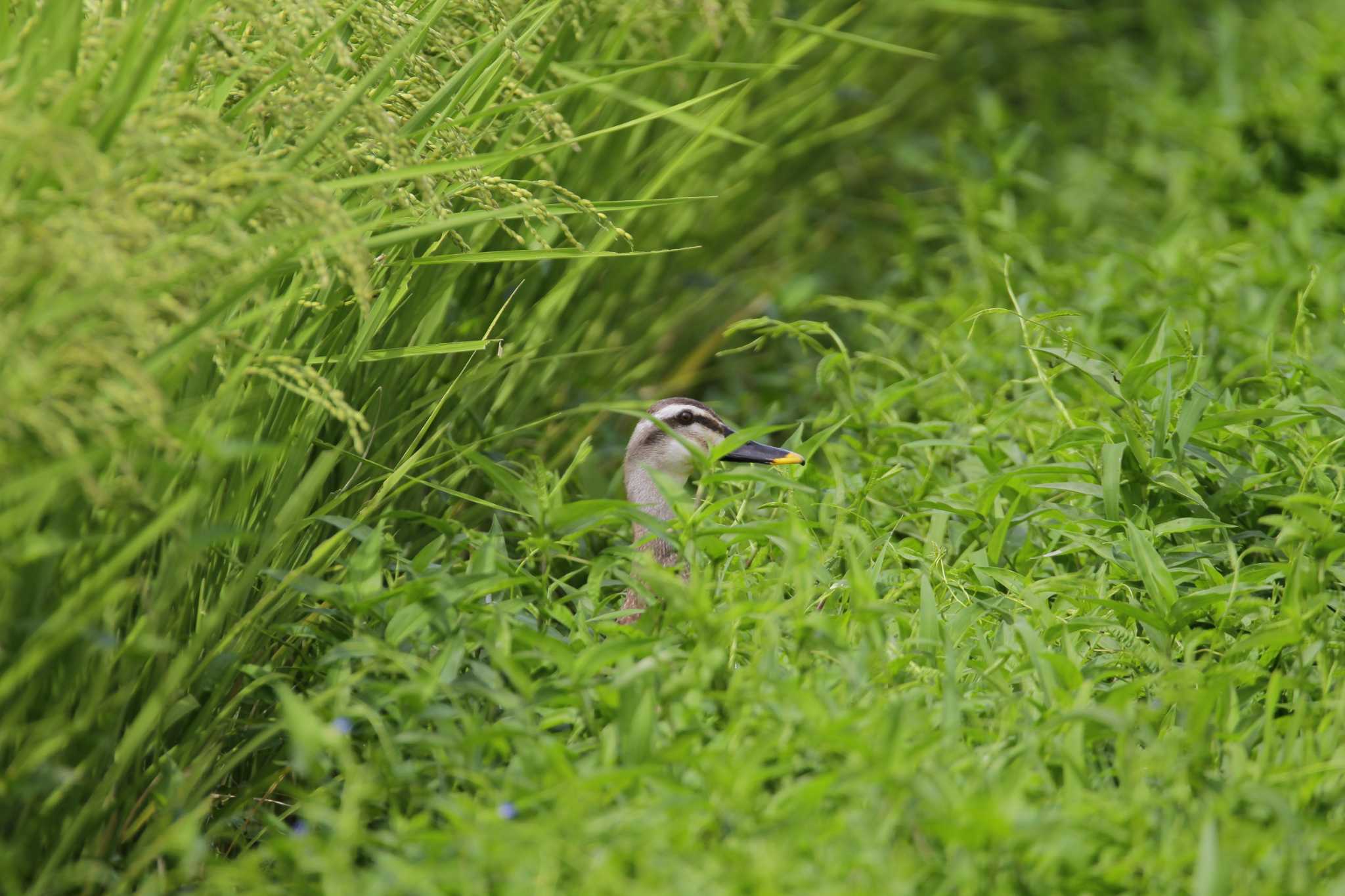 Eastern Spot-billed Duck