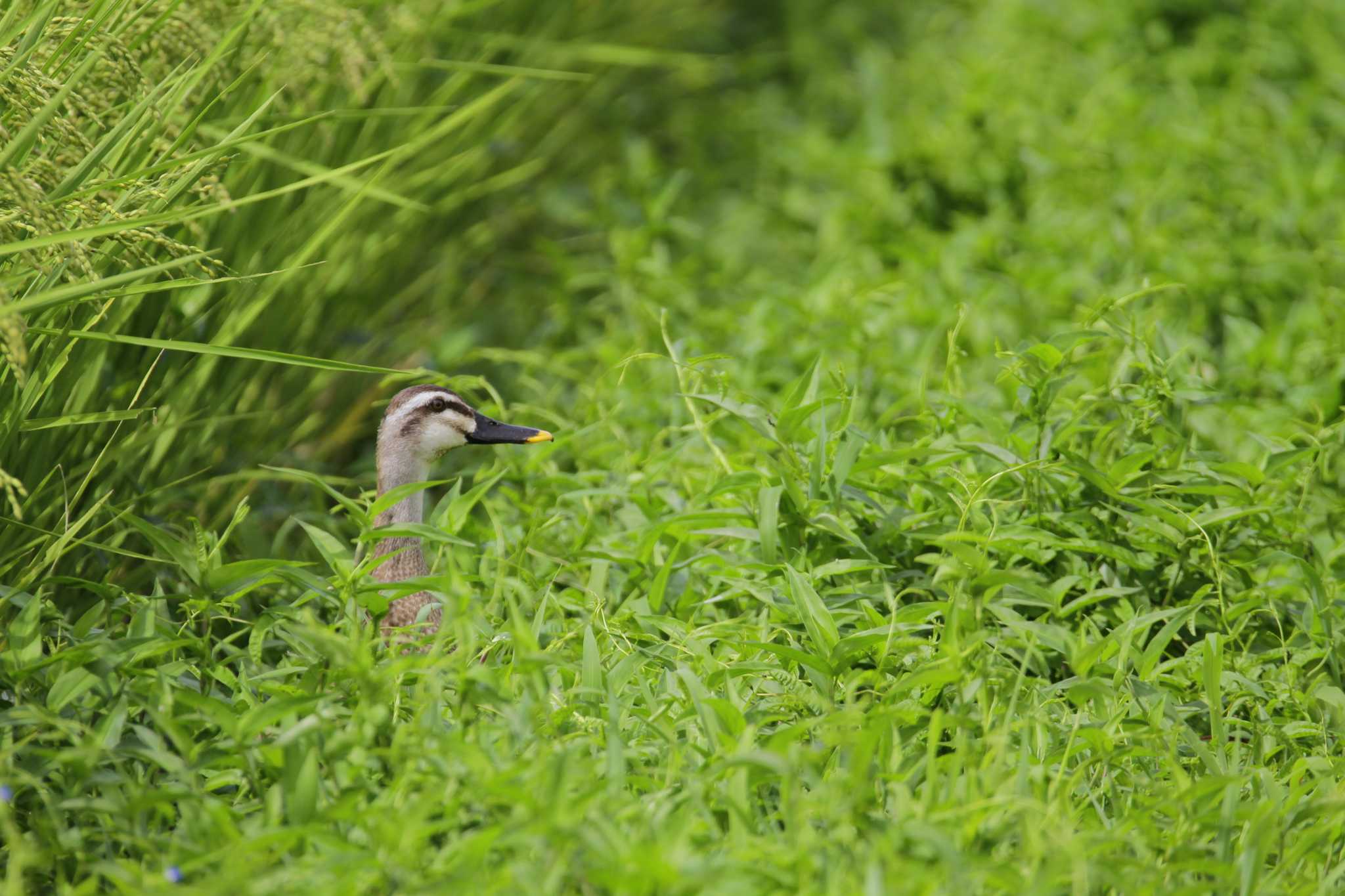 Eastern Spot-billed Duck