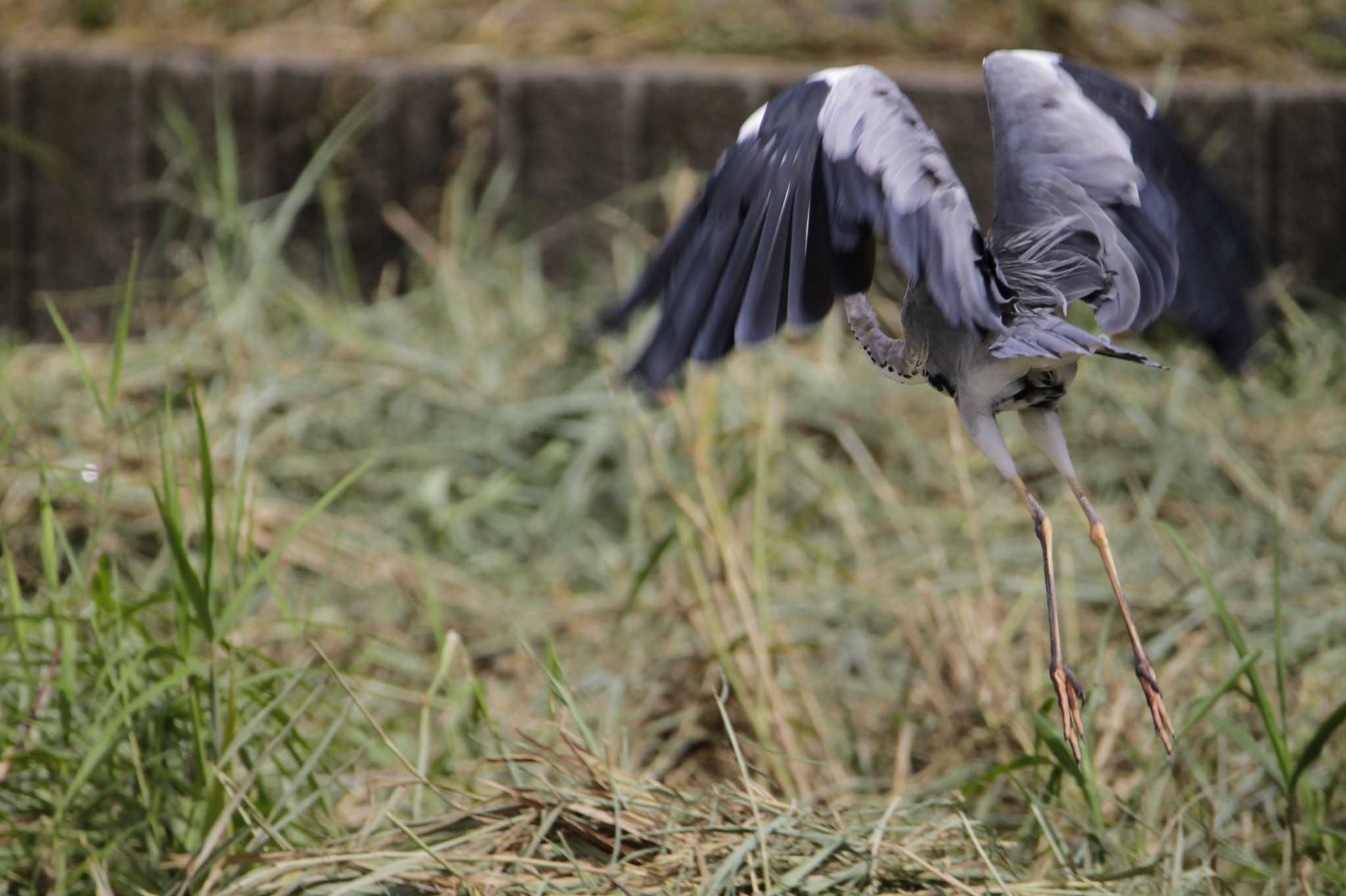 Grey Heron