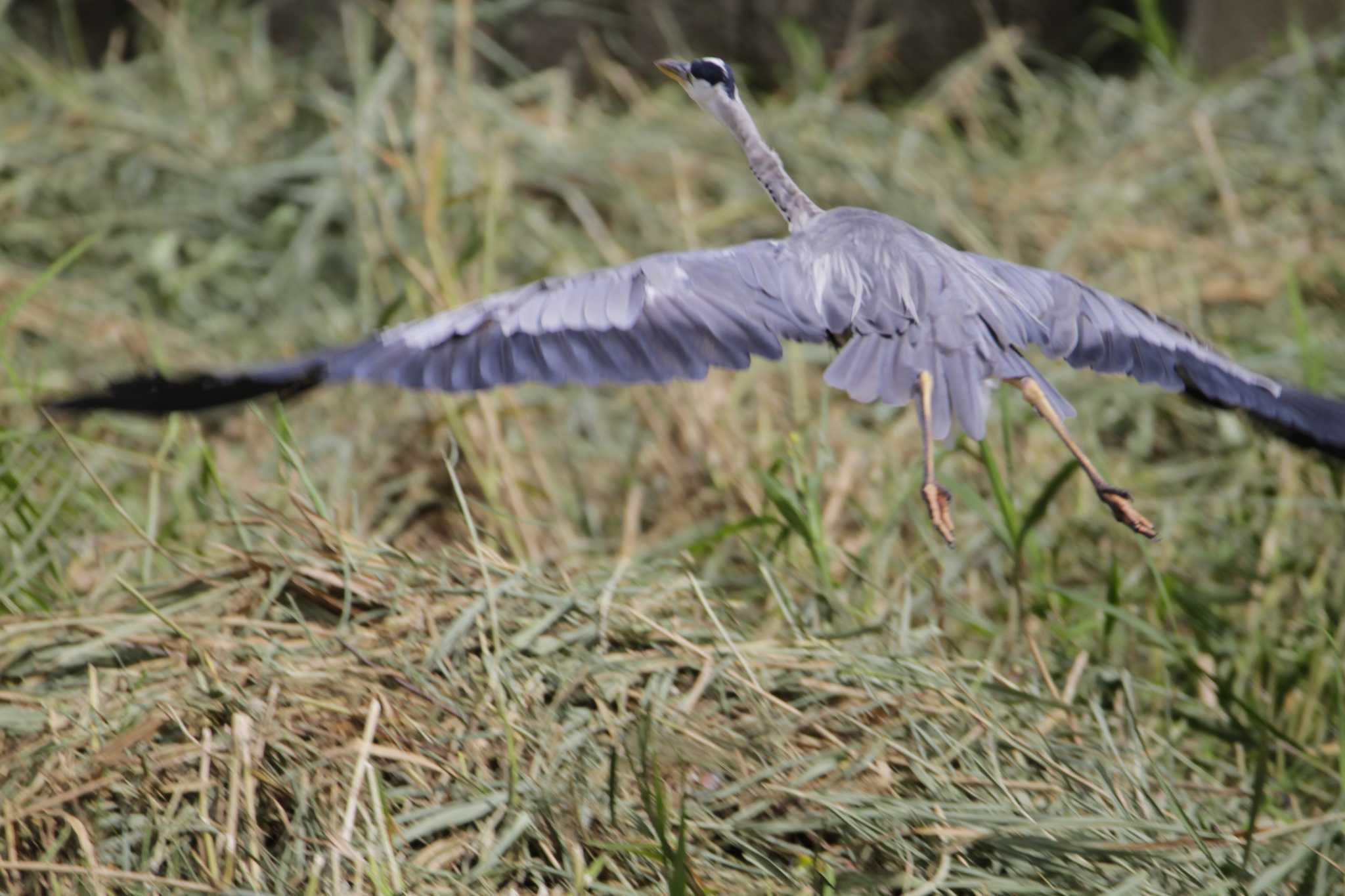 Grey Heron