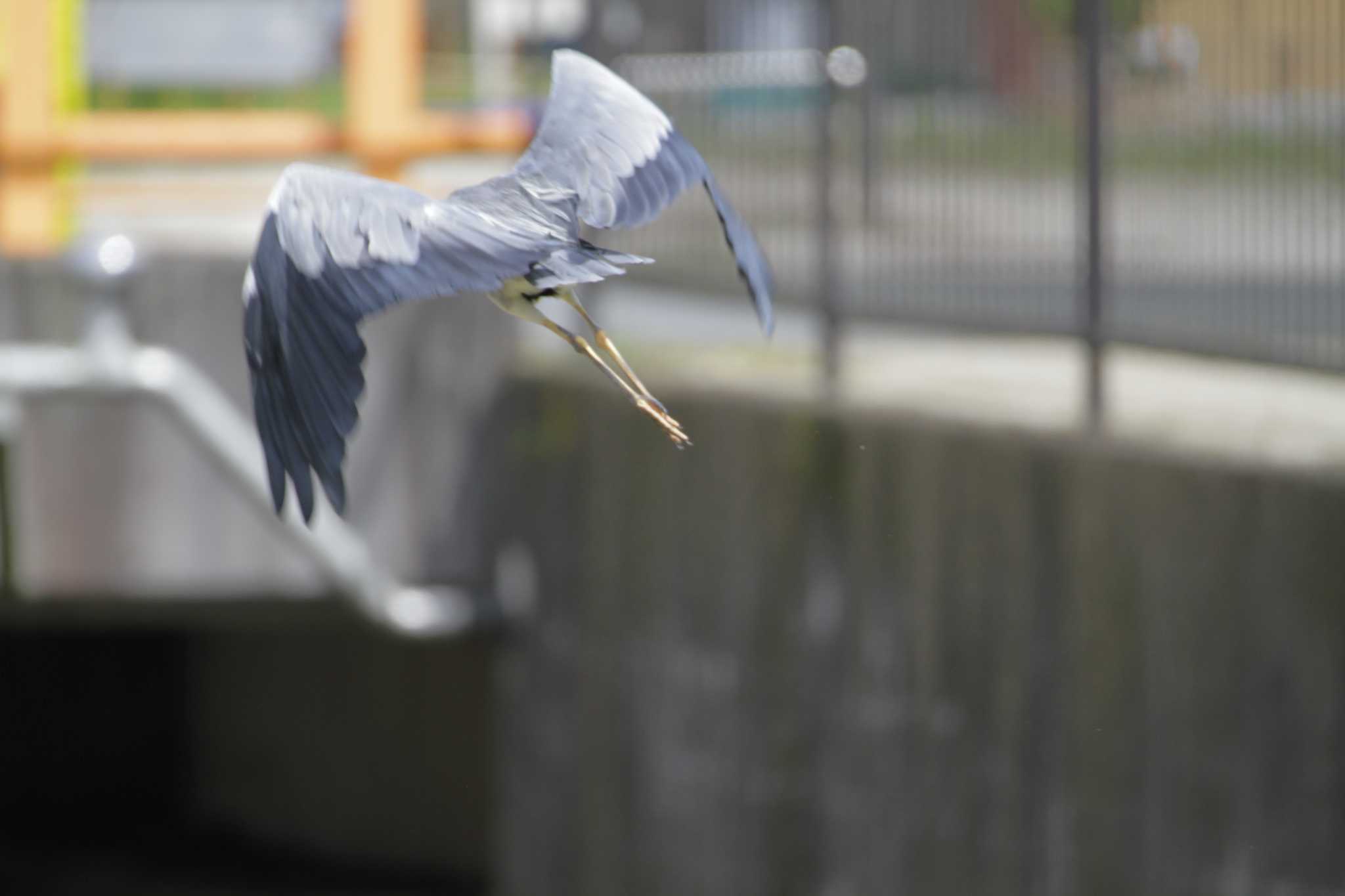 Grey Heron