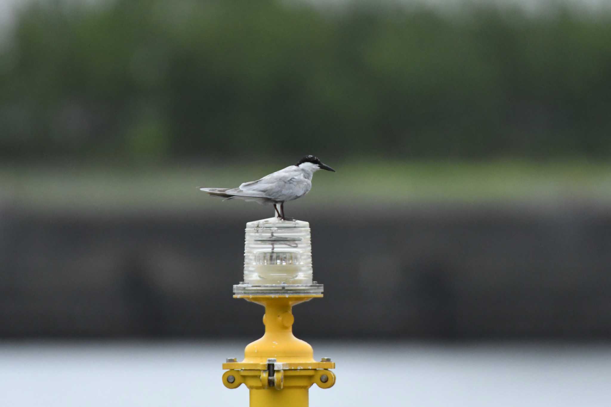 東京港野鳥公園 クロハラアジサシの写真