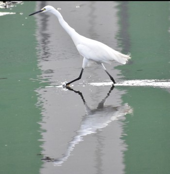 Little Egret 須崎調整池 Sun, 8/22/2021