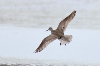 キアシシギ ふなばし三番瀬海浜公園 2021年8月22日(日)