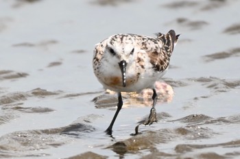 ミユビシギ ふなばし三番瀬海浜公園 2021年8月22日(日)